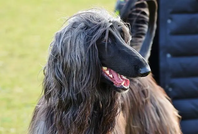 afghan hound profile