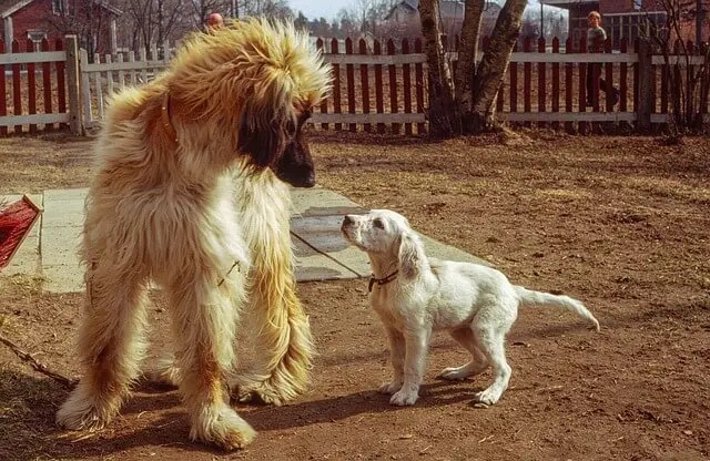 afghan hound puppy