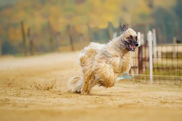 afghan hound running