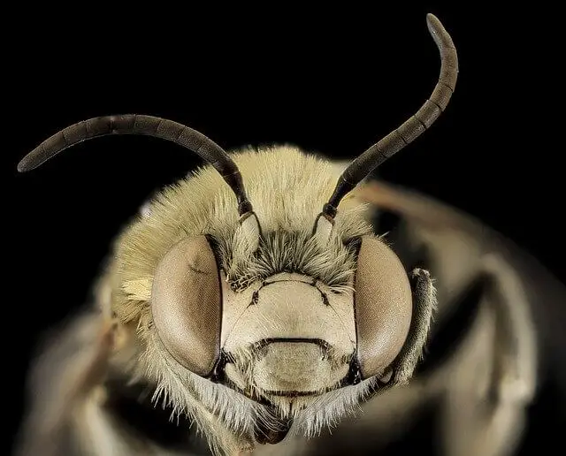africanized bee