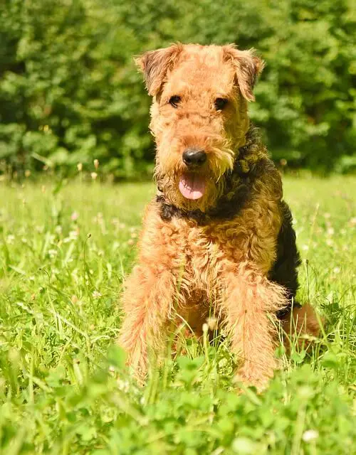 airedale dog