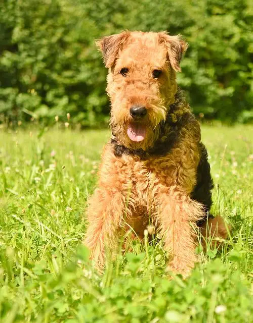 airedale terrier