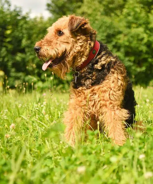 airedale dog in nature