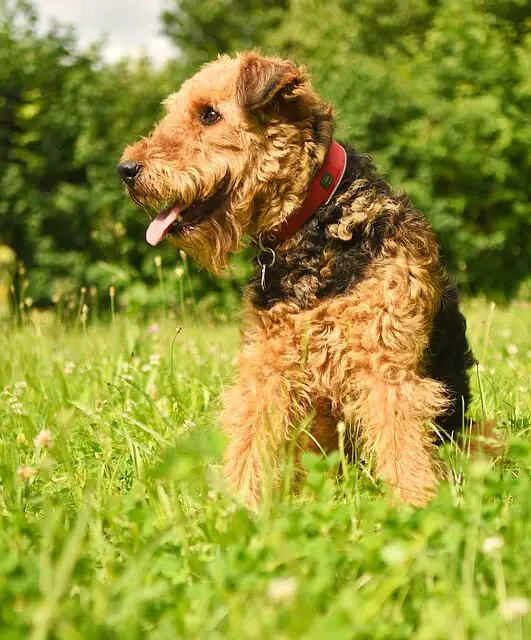 airedale dog dans la nature