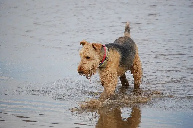 airedale in water
