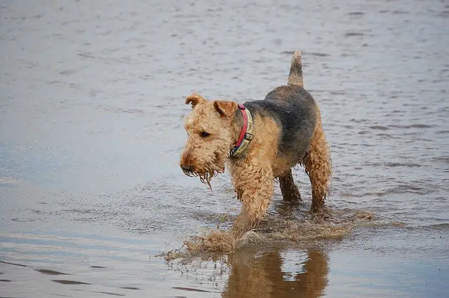 airedale dans l'eau