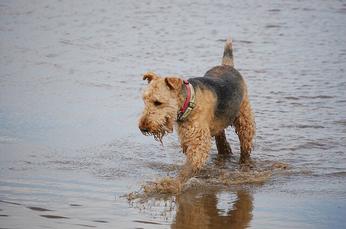 airedale terrier is a mixed breed