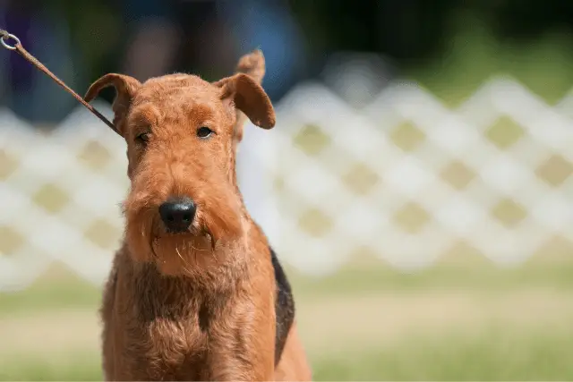 Airedale Terrier