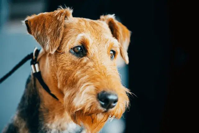 Airedale Terrier