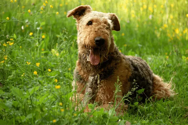 Airedale Terrier on grass