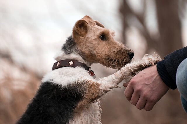 Airedale Terrier stringe la mano