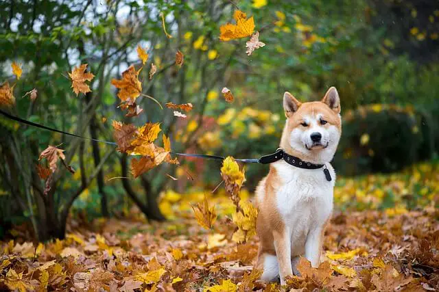 Akita durante el otoño