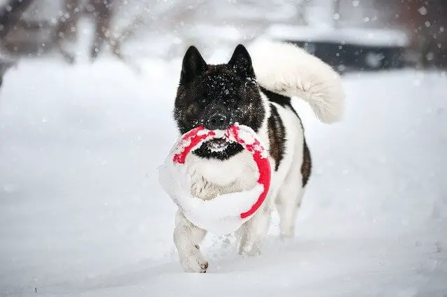 akita in the snow
