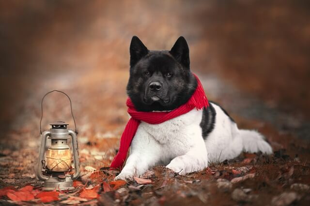 akita in winter