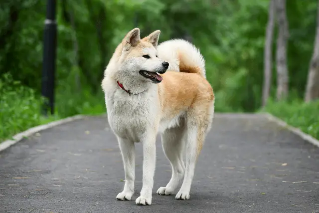 Akita Inu