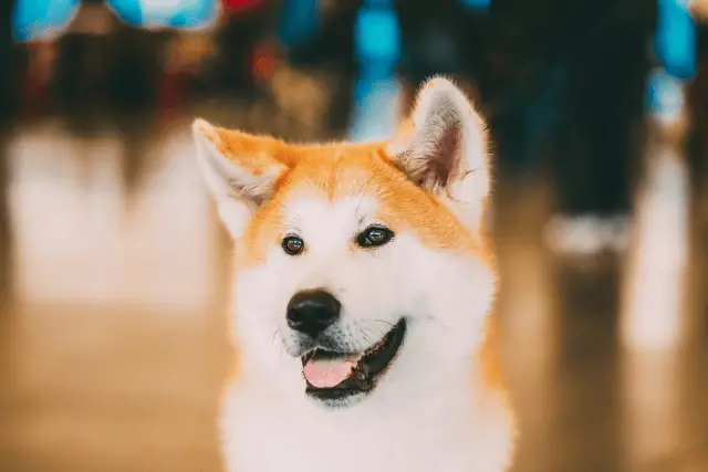 Akita Inu