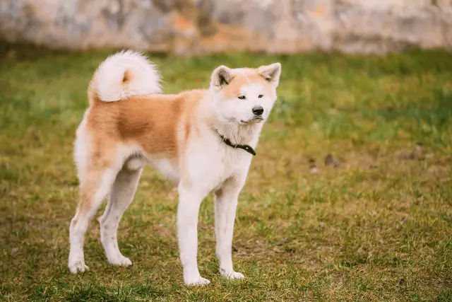 Akita Inu