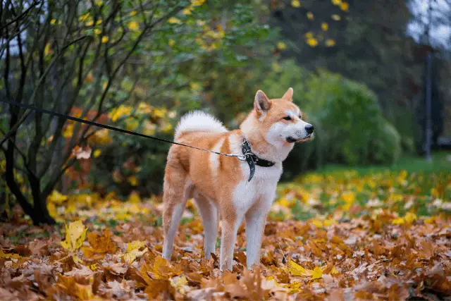 Akita Inu