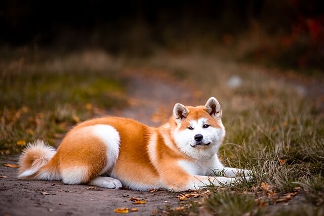 akita inu dog