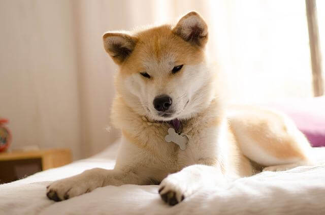 akita on bed