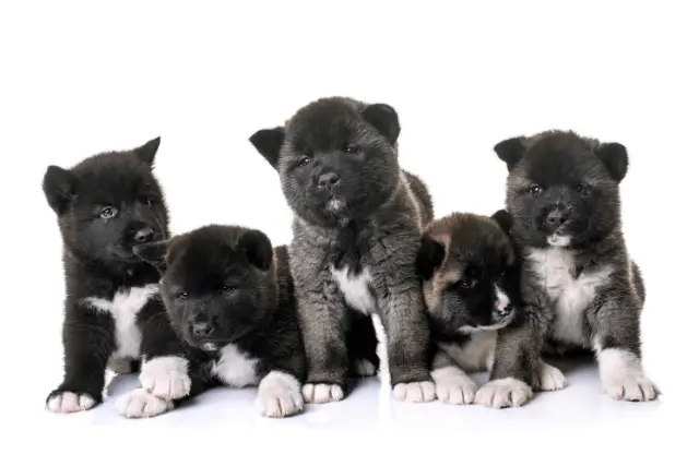 akita puppies