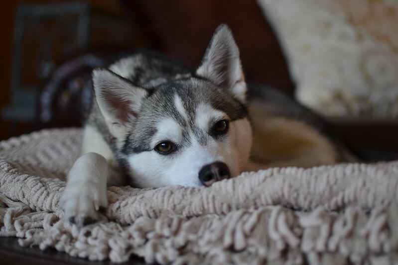 alaskan klee kai laying