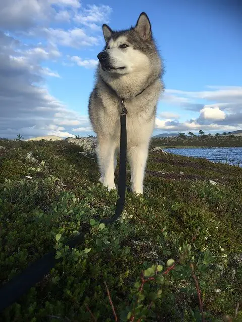 alaskan malamute