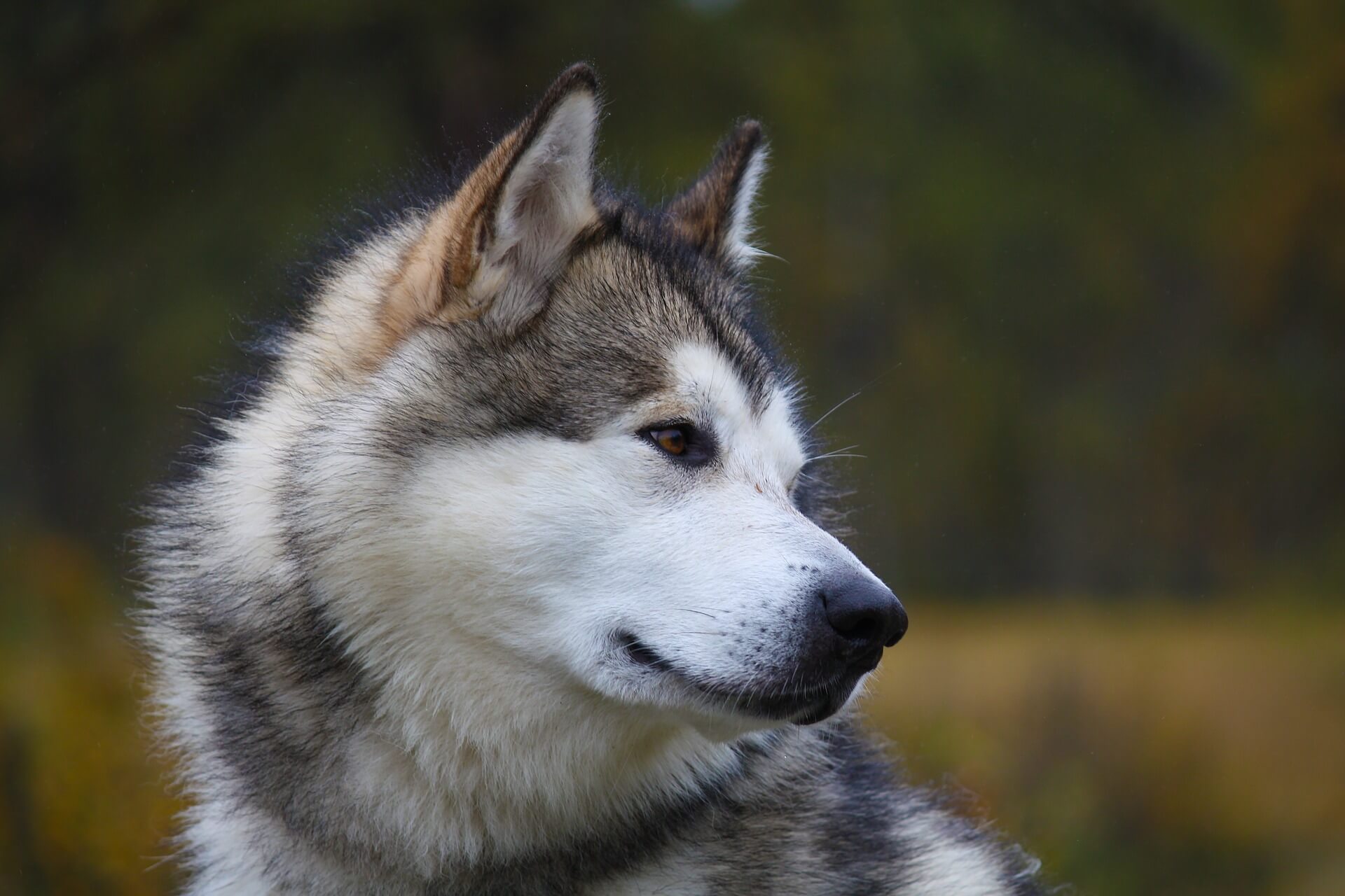 alaskan malamute Hund