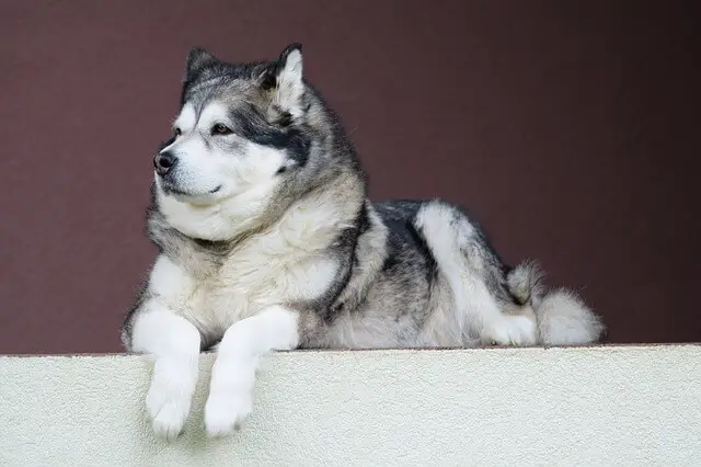 alaskan malamute