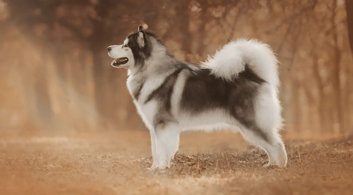 alaskan malamute in woods