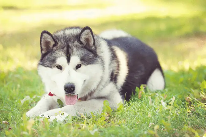 alaskan malamute laying on grass