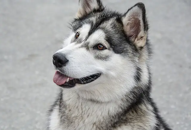 alaskan malamute profile