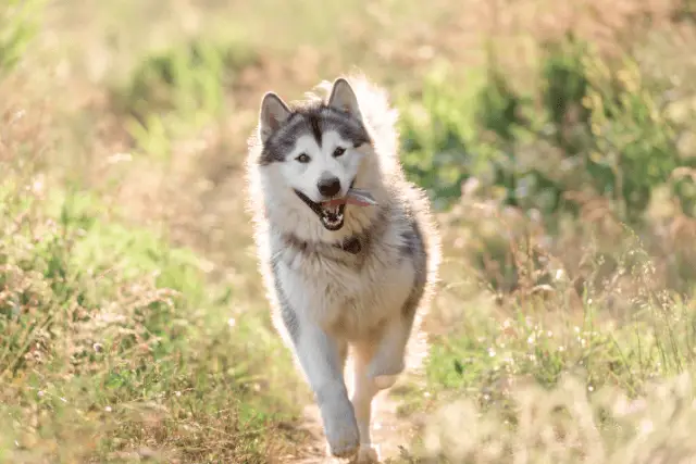 Alaskan Malamute running