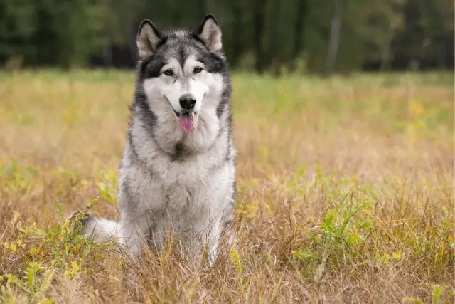 Alaskan Malamute sitting