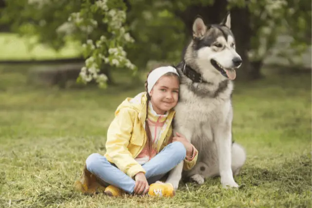 Alaskan Malamute with kid