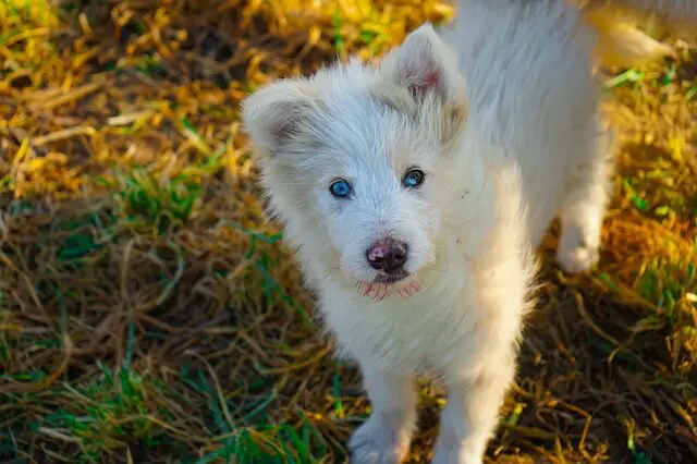 albino german shepherd puppy