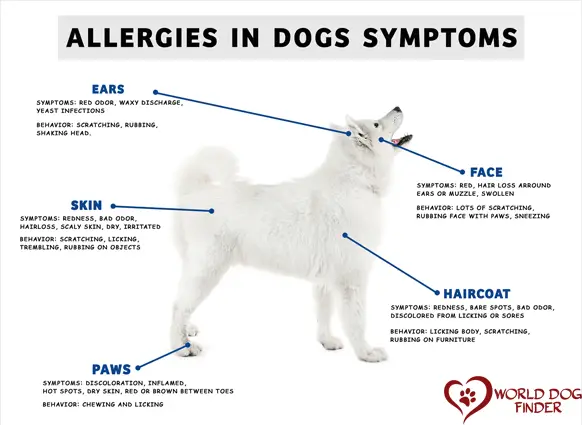 allergies in dogs symptoms