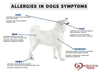 what kind of allergy medicine can you give a dog