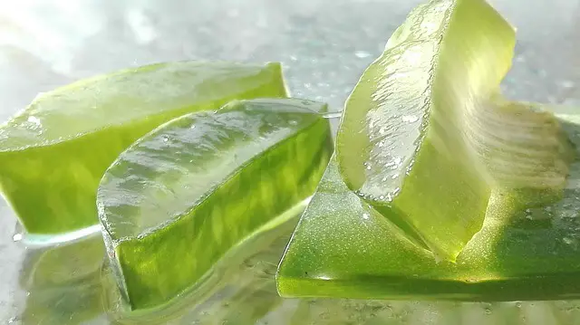 aloe vera leaf