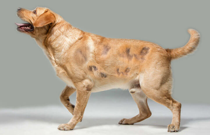 alopecia labrador