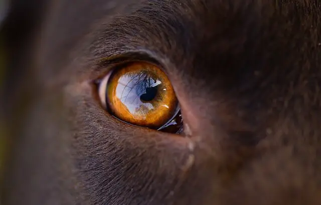amber dog eye