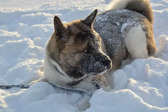 american akita in snow
