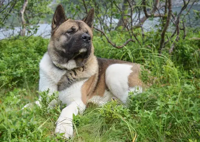 american akita laying