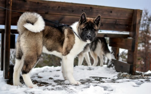 american akita on snow