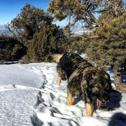 american alsatian in snow