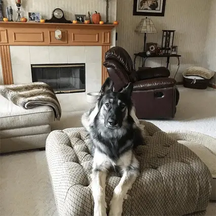 american alsatian on couch