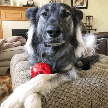 american alsatian with toy