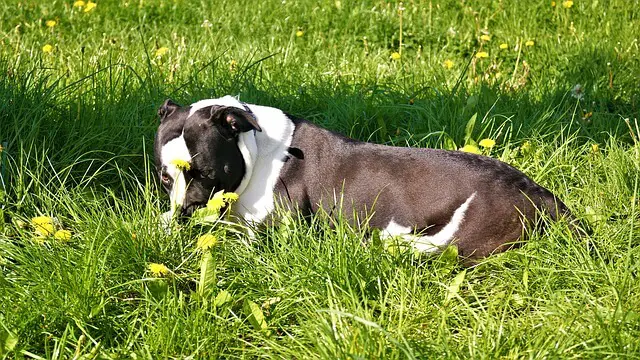 american bulldog laying