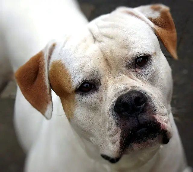 american bulldog profile