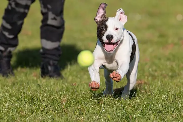 american bulldog puppy